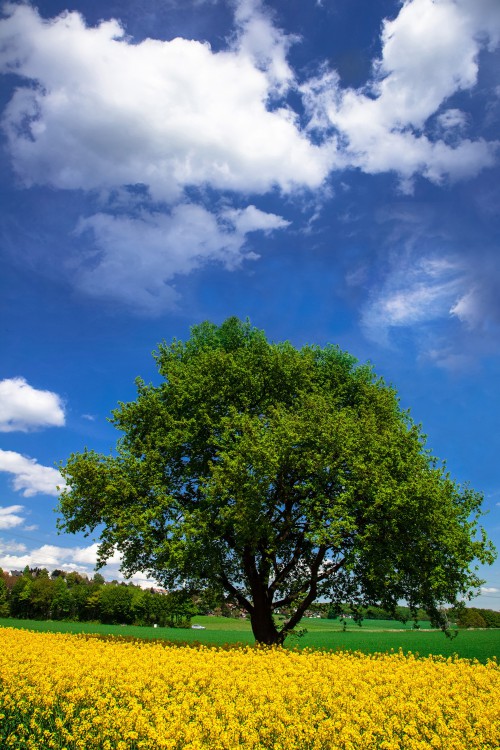   . <a target='_blank' href='/wallpapers/48/'>  2200*3300</a>